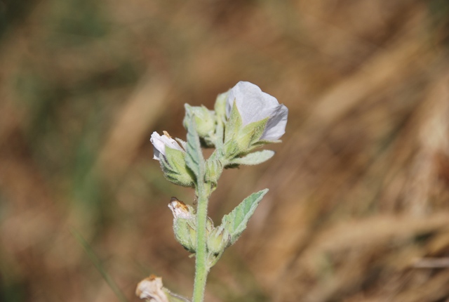 Althaea officinalis / Altea comune